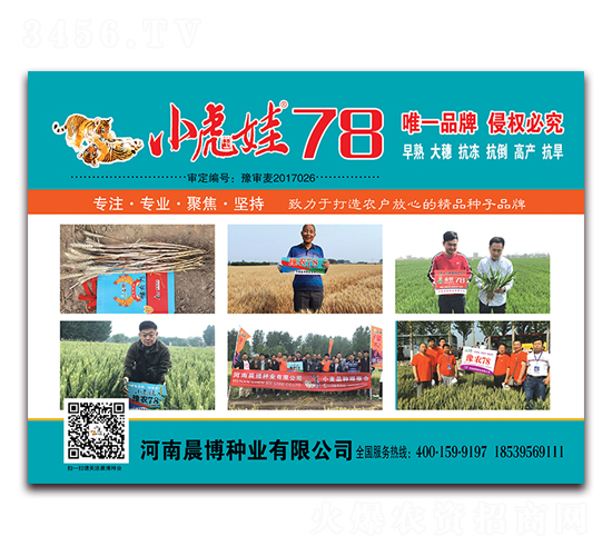 小虎娃78-小麥種子-晨博種業(yè)