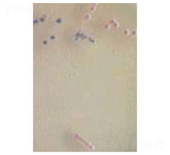 �Gᘼنΰ�������(n��i)������-�Ѝu����