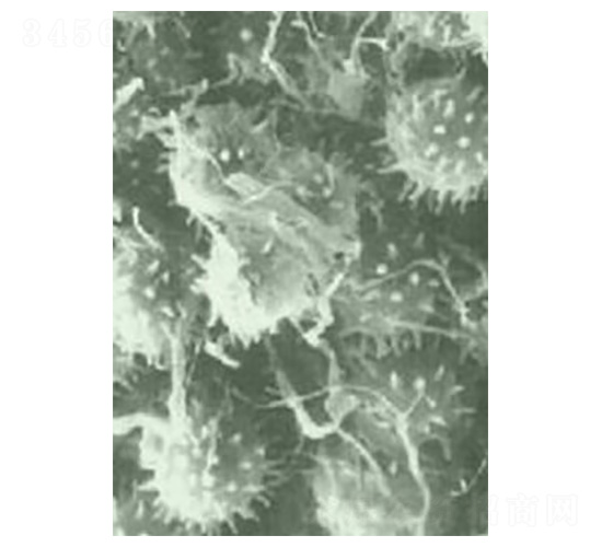 ���۸�ù�������������-�Ѝu����