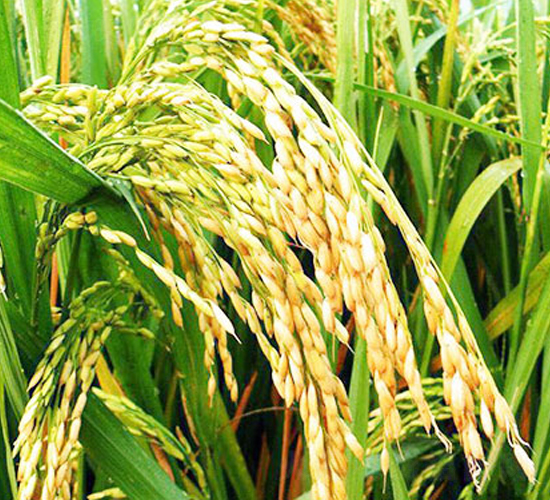 ���S��ռ-ˮ���N��-���S�r(n��ng)�I(y��)