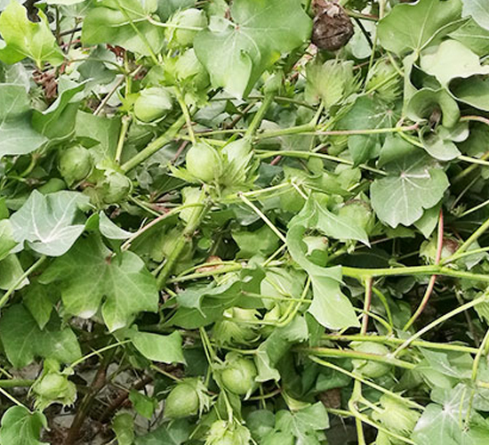 天豐棉55號（新陸中55）-棉花種子-天豐農(nóng)業(yè)