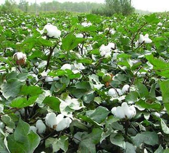 天豐棉26號(hào)（新陸早26）-棉花種子-天豐農(nóng)業(yè)