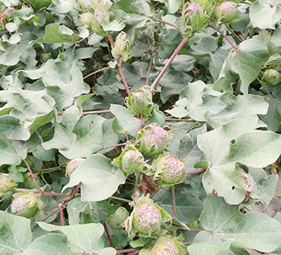 湘雜棉20號-棉花種子-天豐農(nóng)業(yè)