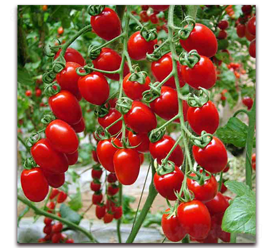 櫻桃番茄種子-農(nóng)之潤