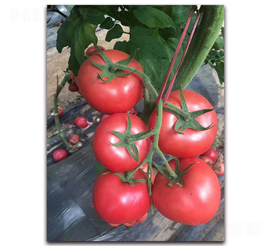 秋延T707-秋延番茄種子-農(nóng)之潤(rùn)