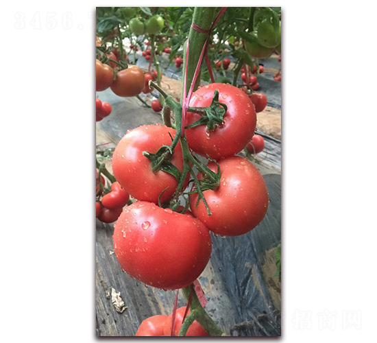 耐熱越夏品種T708-番茄種子-農(nóng)之潤