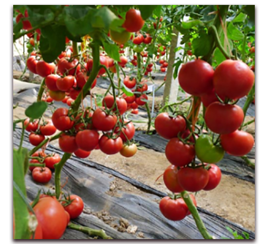 抗TV西紅種子-農(nóng)之潤(rùn)