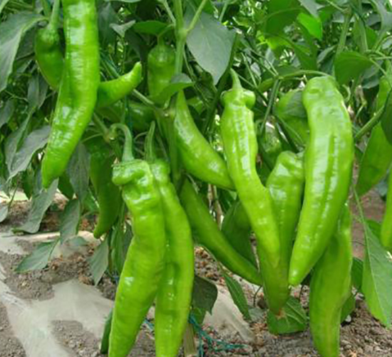 �ꝙ(r��n)6-�����N��-�r(n��ng)֮��(r��n)