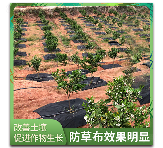 園豐一號(hào)-防草布效果明顯