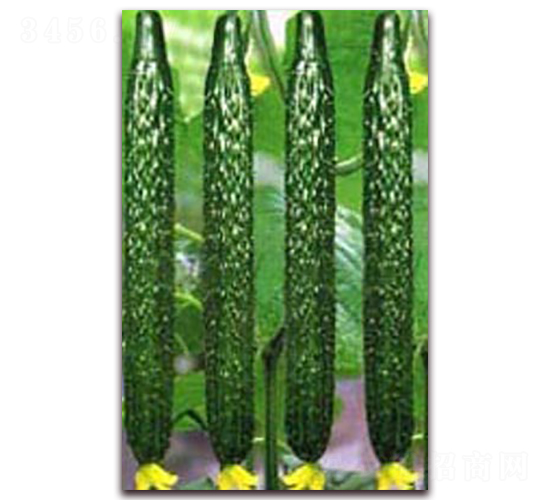 之潤一號-黃瓜種子-農之潤