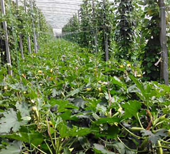 壽研一號西葫蘆種子實例圖