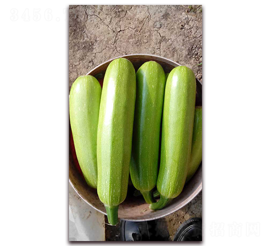 壽研一號(hào)-西葫蘆種子-農(nóng)之潤(rùn)