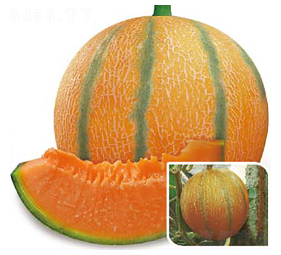 �S�۶�̖���-��ϷN��-�߶˷N�I(y��)