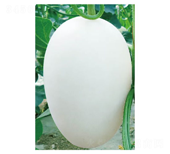 �t�����-��ϷN��-�߶˷N�I(y��)