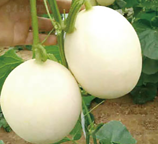 ����һ̖(h��o)-��ϷN��-�߶˷N�I(y��)