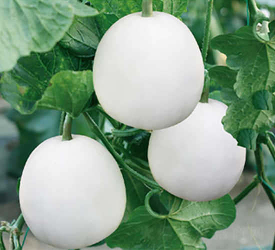 �����S��-��ϷN��-�߶˷N�I(y��)