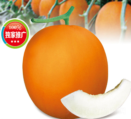 ��������-��ϷN��-�߶˷N�I(y��)