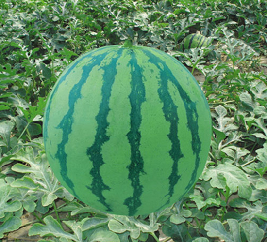 �K��188-���ϷN��-�н��N�I(y��)