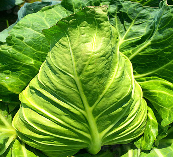 �K��867-���{(l��n)�N��-�н��N�I(y��)