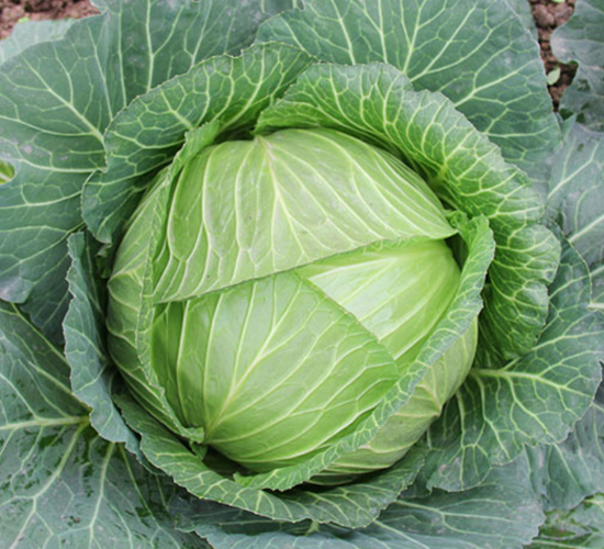 蘇甘39-甘藍種子-中江種業(yè)