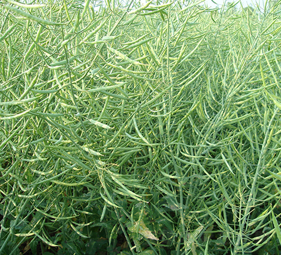 滬油雜4號-油菜種子-中江種業(yè)