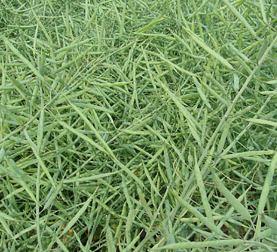 秦優(yōu)11號(hào)-油菜種子-中江種業(yè)