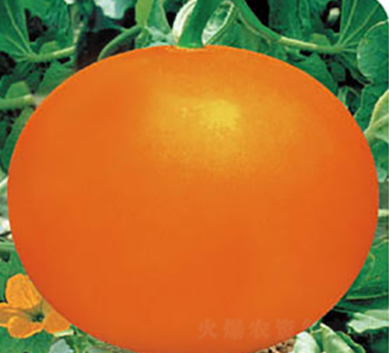 Ѫ�tһ̖-��ϷN��-�߶˷N�I(y��)