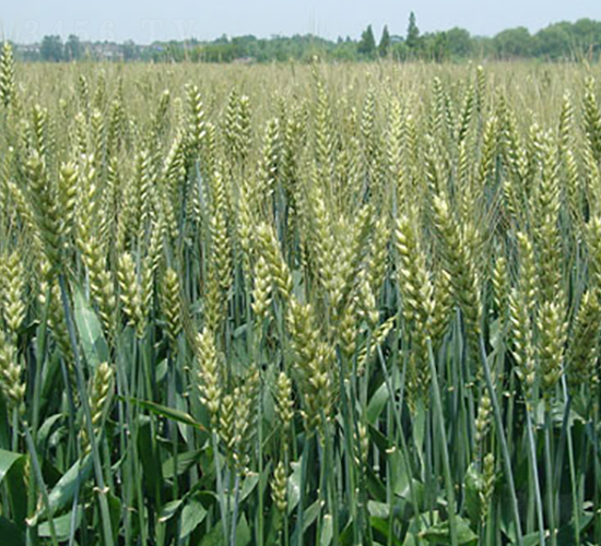 寧麥14-小麥種子-中江種業(yè)