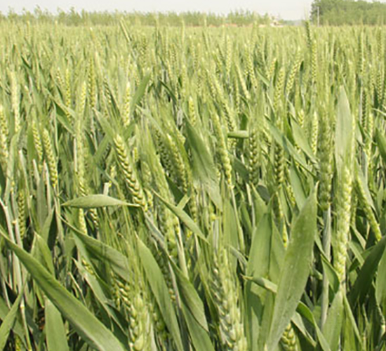 江麥23-小麥種子-中江種業(yè)