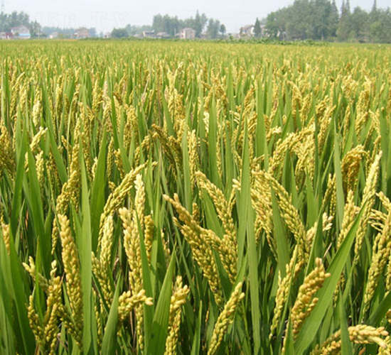 武運(yùn)粳27號-粳稻種子-中江種業(yè)