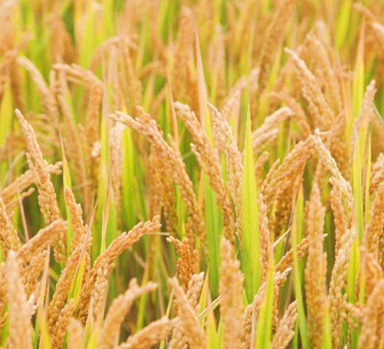 武運粳21號-粳稻種子-中江種業(yè)