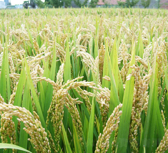 �K��815-�����N��-�н��N�I(y��)