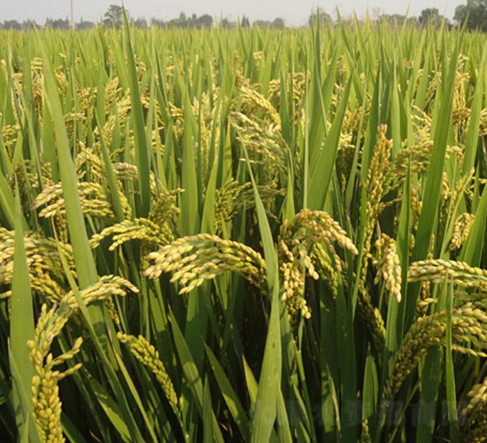 常農(nóng)粳8號(hào)-粳稻種子-中江種業(yè)