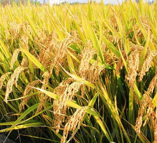 鎮(zhèn)糯20號-粳稻種子-中江種業(yè)