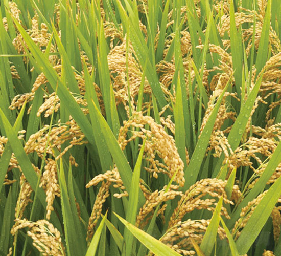 ����8̖-�����N��-�н��N�I(y��)