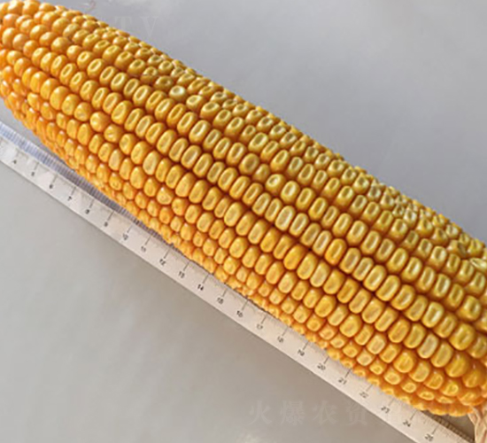 �н���99-�s�����׷N��-�н��N�I(y��)