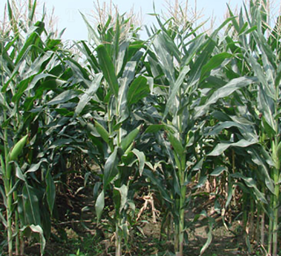 �н���5̖-�s�����׷N��-�н��N�I(y��)