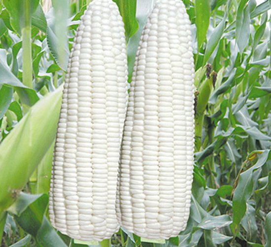 �PŴ2146-Ŵ���׷N��-�н��N�I(y��)