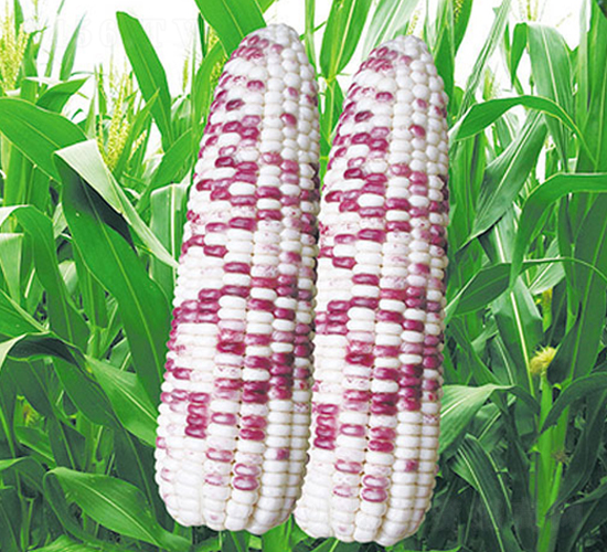 蘇玉糯1502-糯玉米種子-中江種業(yè)