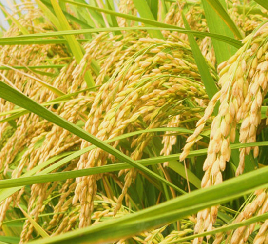 ����(y��u)5̖-�s�������N��-�н��N�I(y��)