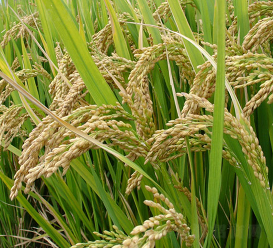 常優(yōu)4號(hào)-雜交粳稻種子-中江種業(yè)