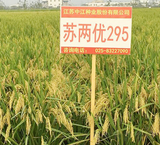 蘇兩優(yōu)295-雜交秈稻種子-中江種業(yè)