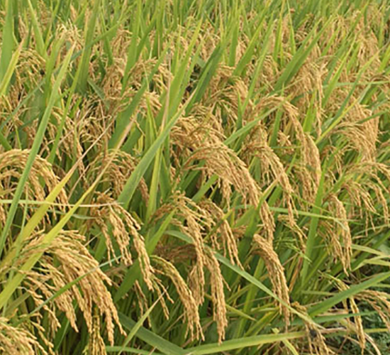 II優(yōu)728-雜交秈稻種子-中江種業(yè)