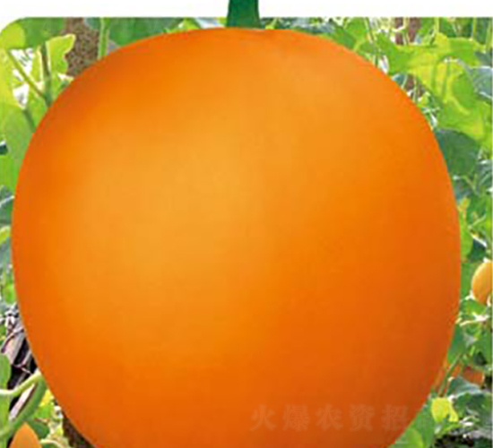 �t��t-��ϷN��-�߶˷N�I(y��)