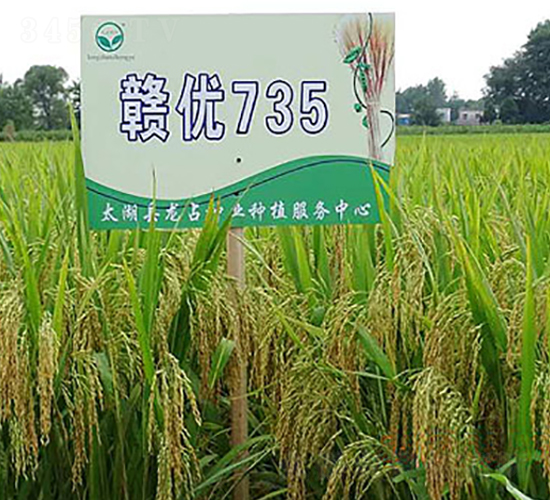贛優(yōu)735-雜交秈稻種子-中江種業(yè)