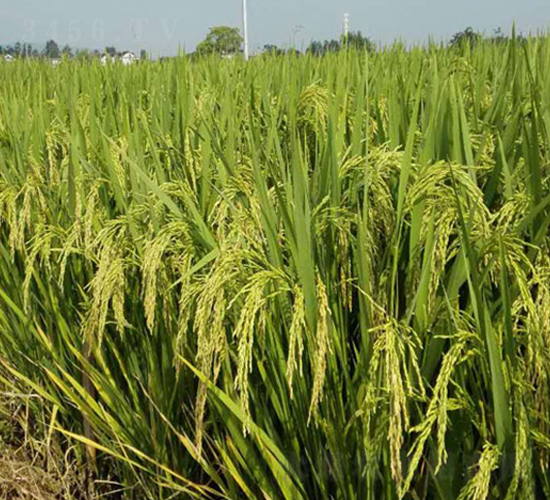 兩優(yōu)8025-雜交秈稻種子-中江種業(yè)