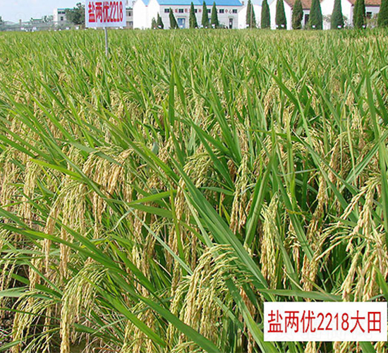 �}�Ƀ�(y��u)2218-�s���i���N��-�н��N�I(y��)