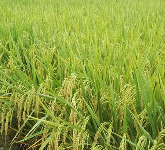 �Ƀ�(y��u)1103-�s���i���N��-�н��N�I(y��)