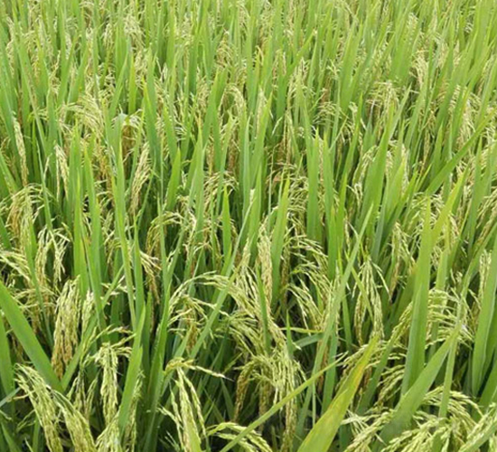 德兩優(yōu)早895-雜交秈稻種子-中江種業(yè)