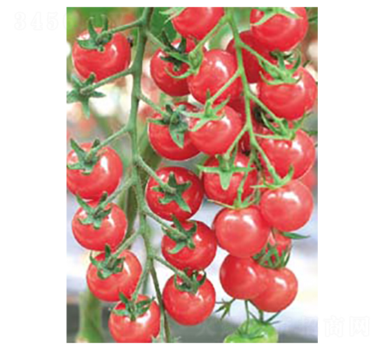 粉美麗-小番茄種子-高端種業(yè)